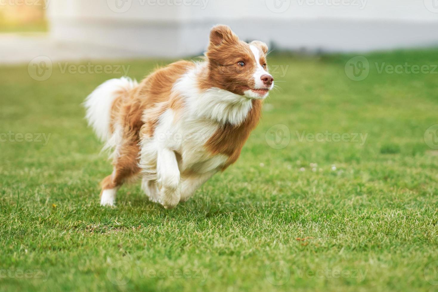 brun choklad gräns collie hund Träning i de trädgård foto