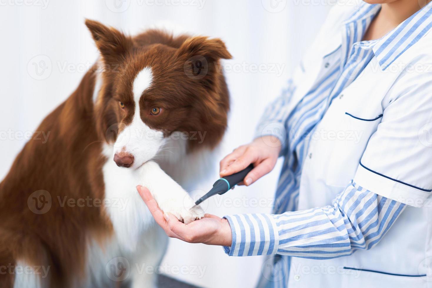 brun gräns collie hund under besök i veterinär foto