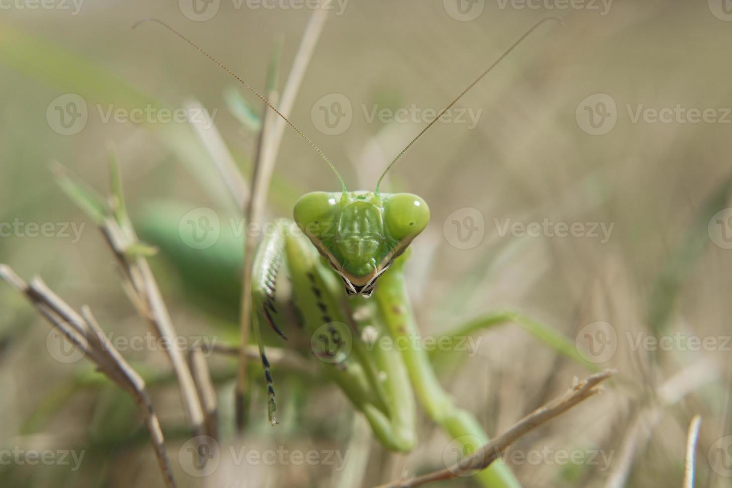 makrofotografering av grön bön- bönsyrsa mantodea dyctyoptera krypande på grön gräs ser på kamera . foto