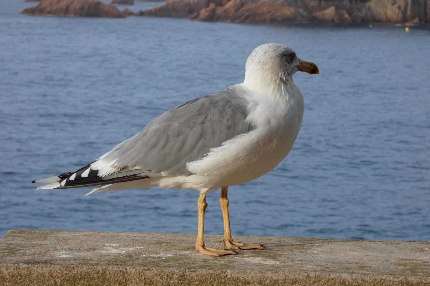 vild seagulls i natur längs de klippor av de katalansk costa brava, medelhavs, Spanien. foto