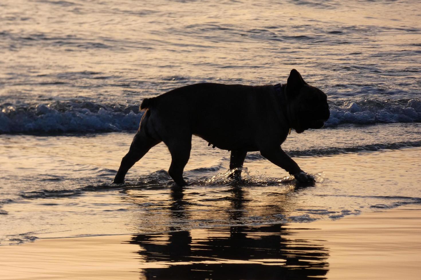 hund spelar på de strand för stänga till de hav vatten foto