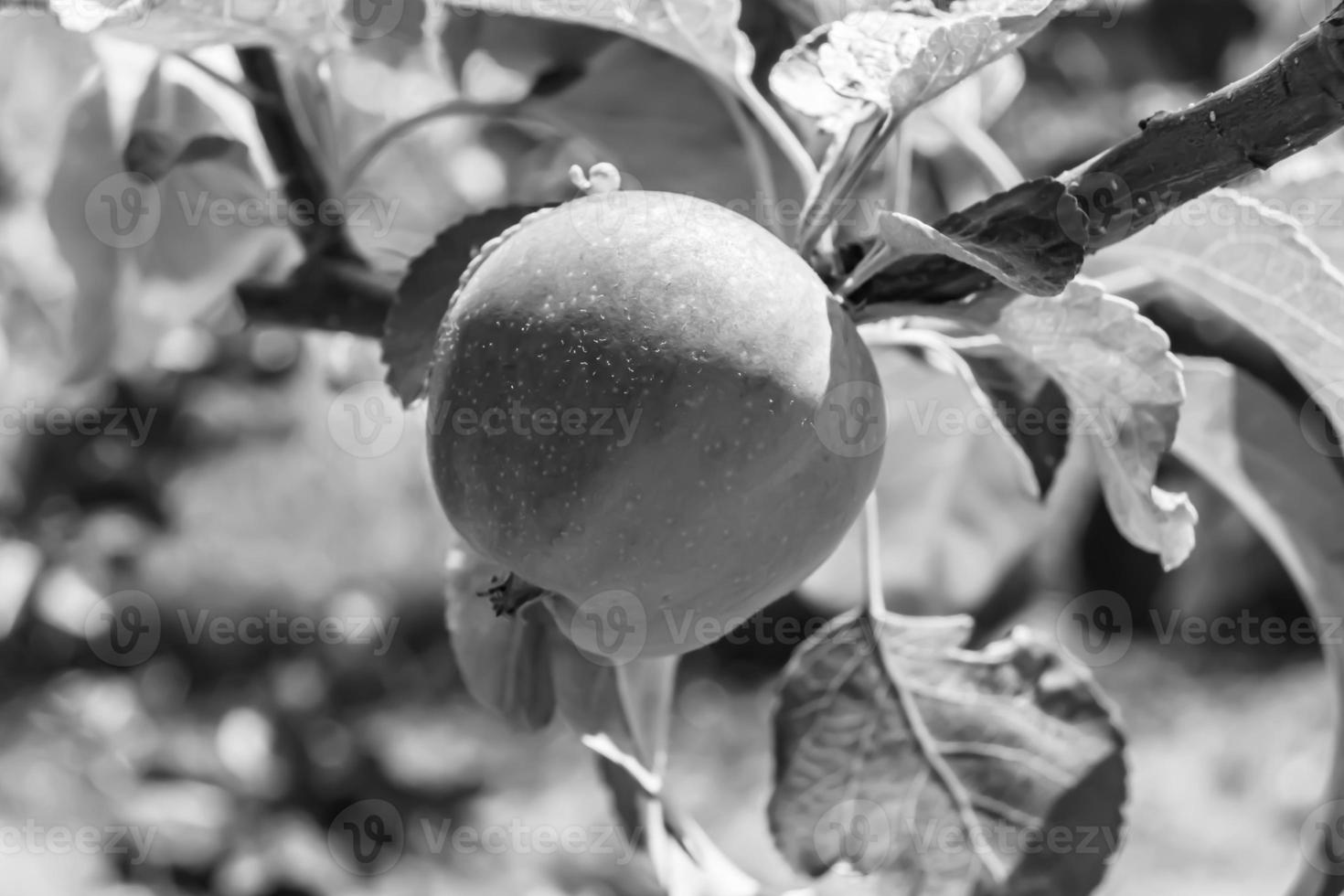 fotografi på tema vacker frukt gren äppelträd foto