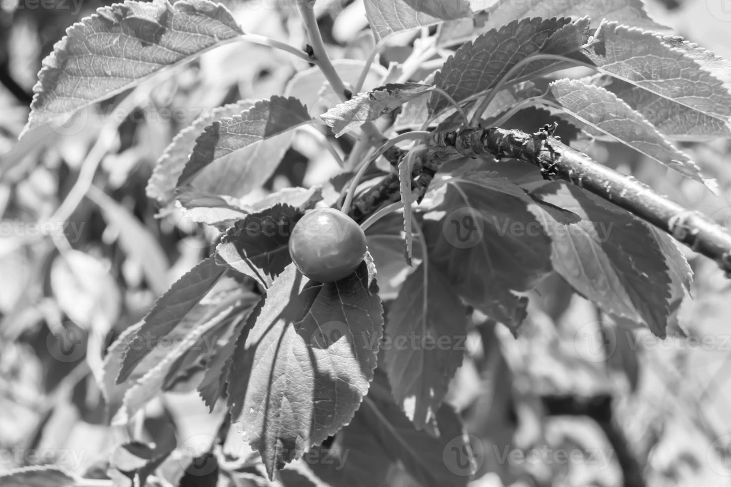 fotografi på tema skön frukt gren körsbär träd foto