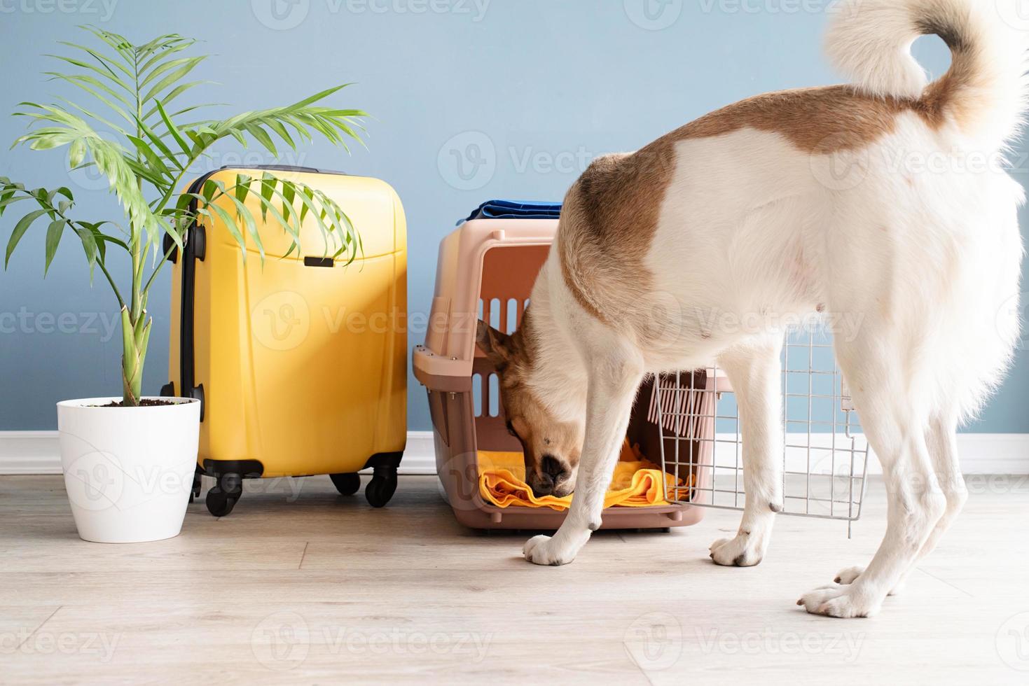 söt blandad ras hund stående förbi resa sällskapsdjur bärare, blå vägg bakgrund foto