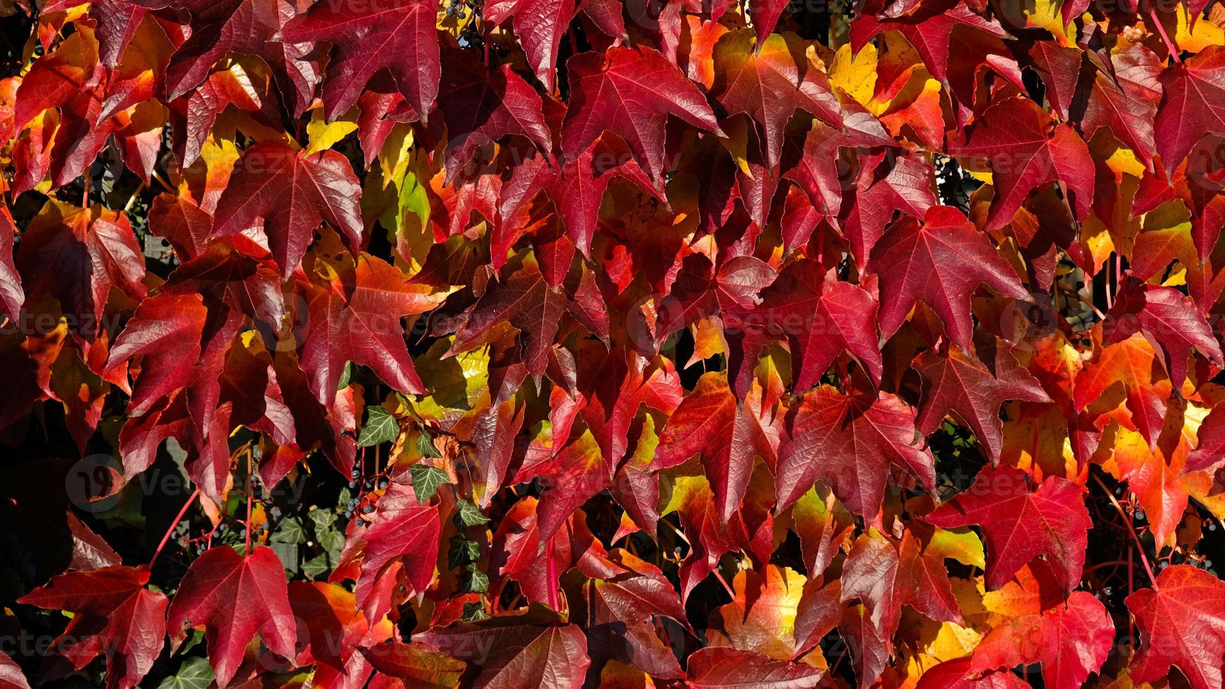 klättrande dekorativ växt med ljus röd löv av jungfru vindruvor på vägg i falla. ljus färger av höst. parthenocissus tricuspidata eller boston murgröna ändring Färg i höst. natur mönster foto