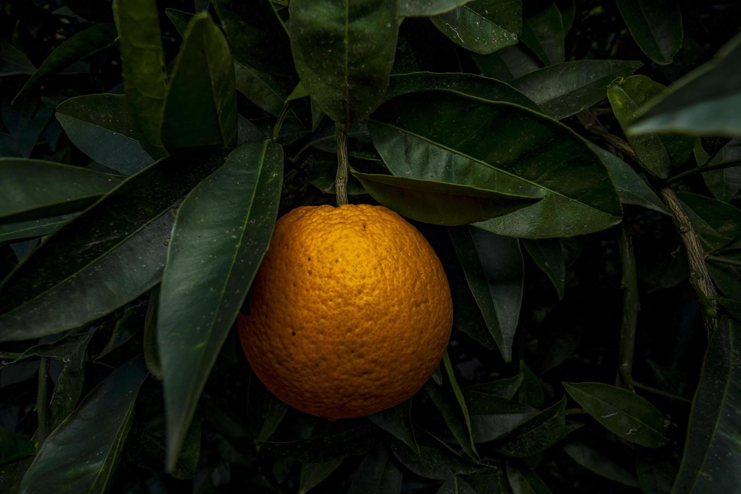 tropisk apelsiner på en gren. hälsa vitaminer foto