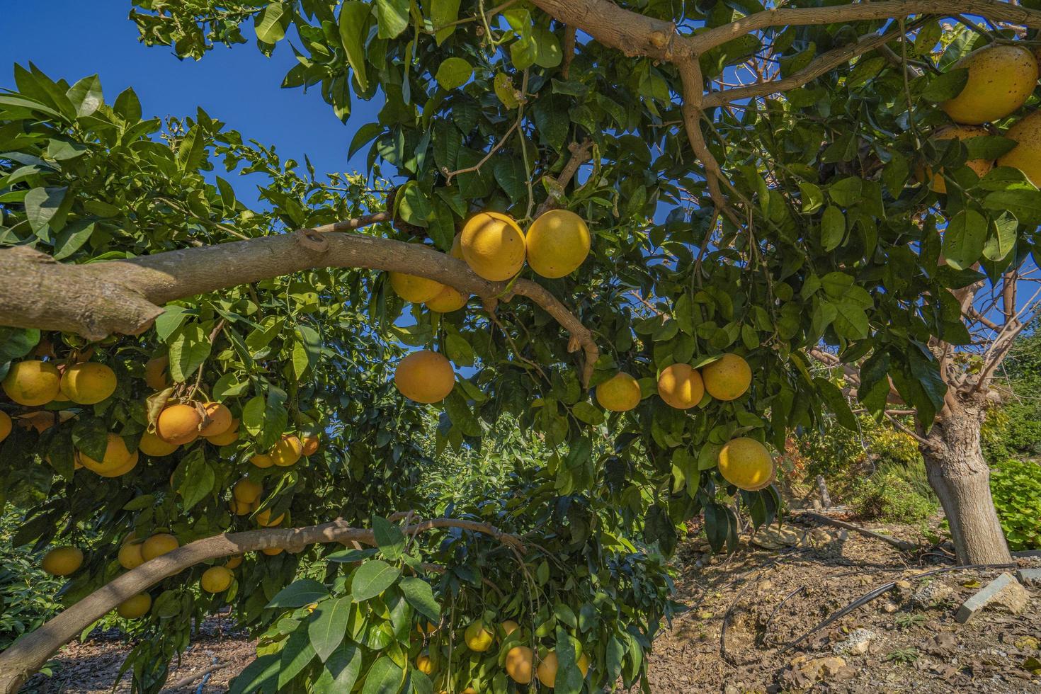 tropisk apelsiner på en gren. hälsa vitaminer foto