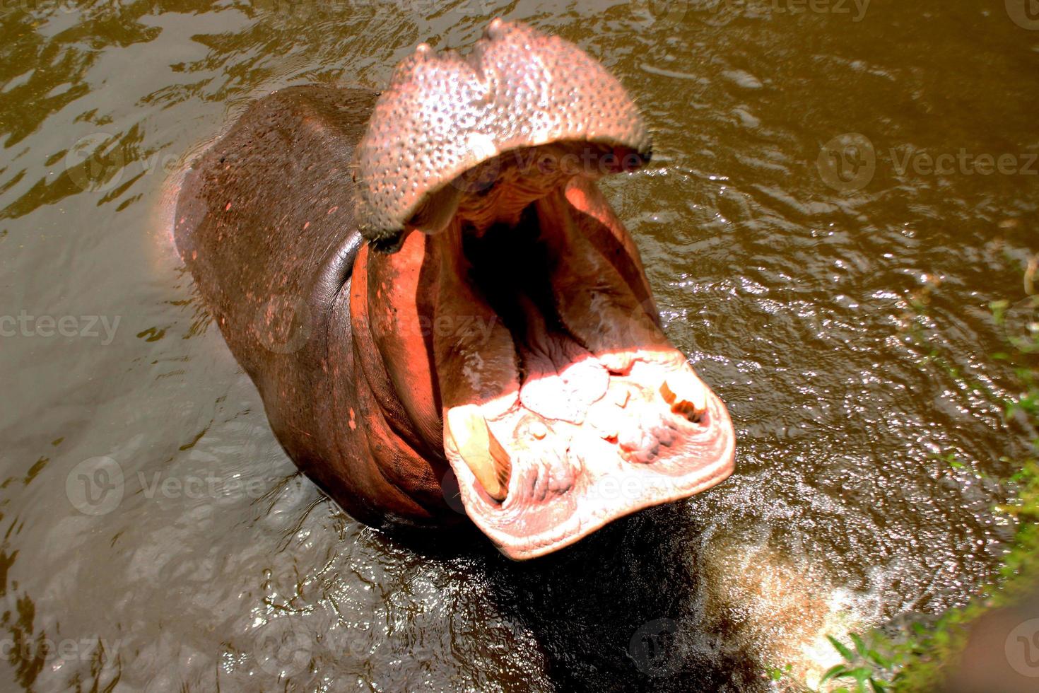 flodhäst i vattnet. afrikansk flodhäst, flodhäst amphibius capensis, djur i vatten. foto