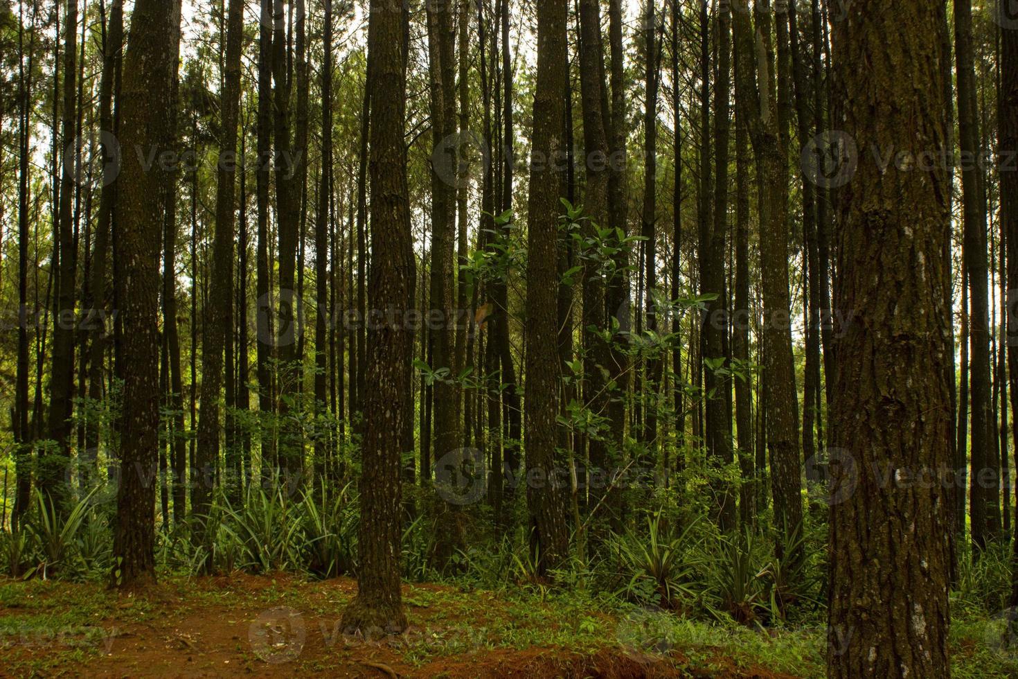 låg vinkel skott av av en lugn tall skog i yogyakarta. hutan pinus foto