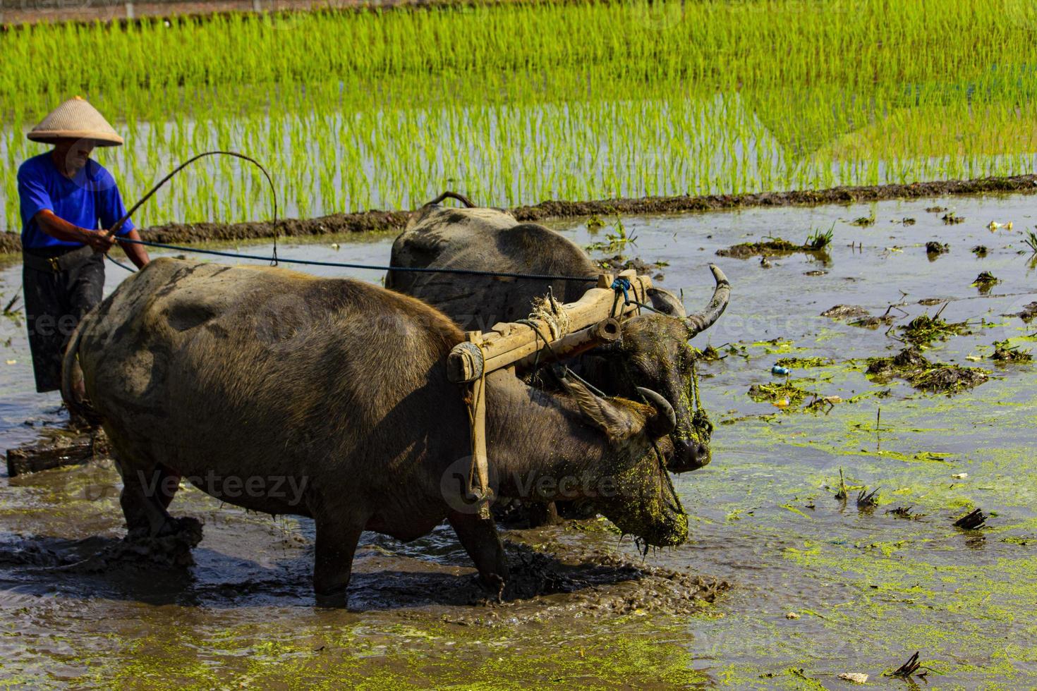 jordbrukare plöjning irländare fält med par oxar eller buffel i indonesien foto