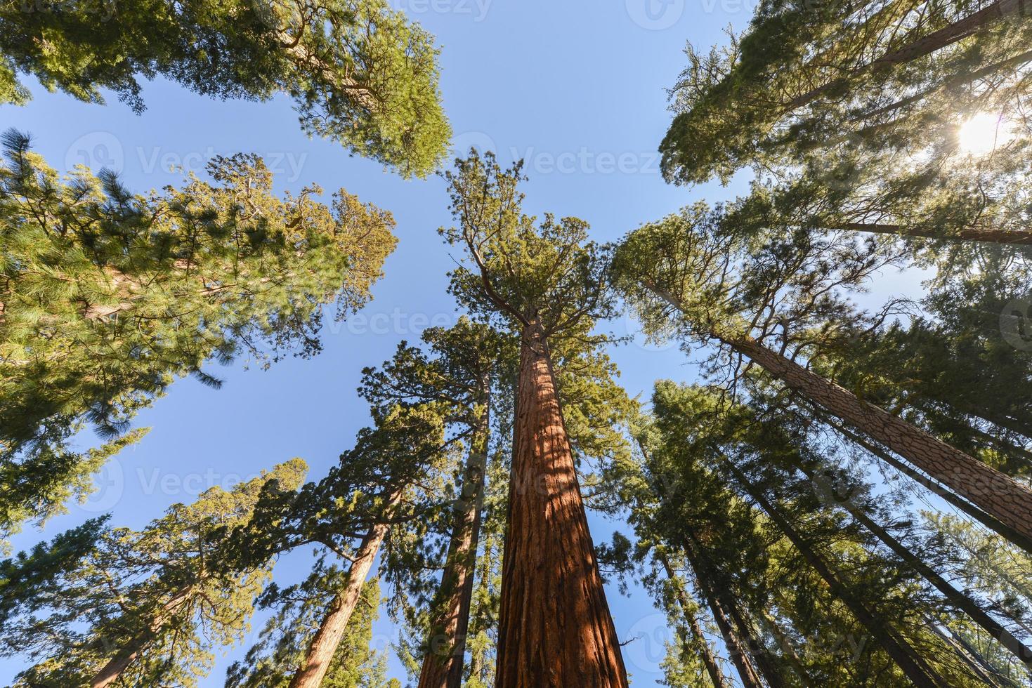 sequoias i mariposa lund, yosemite nationell parkera foto