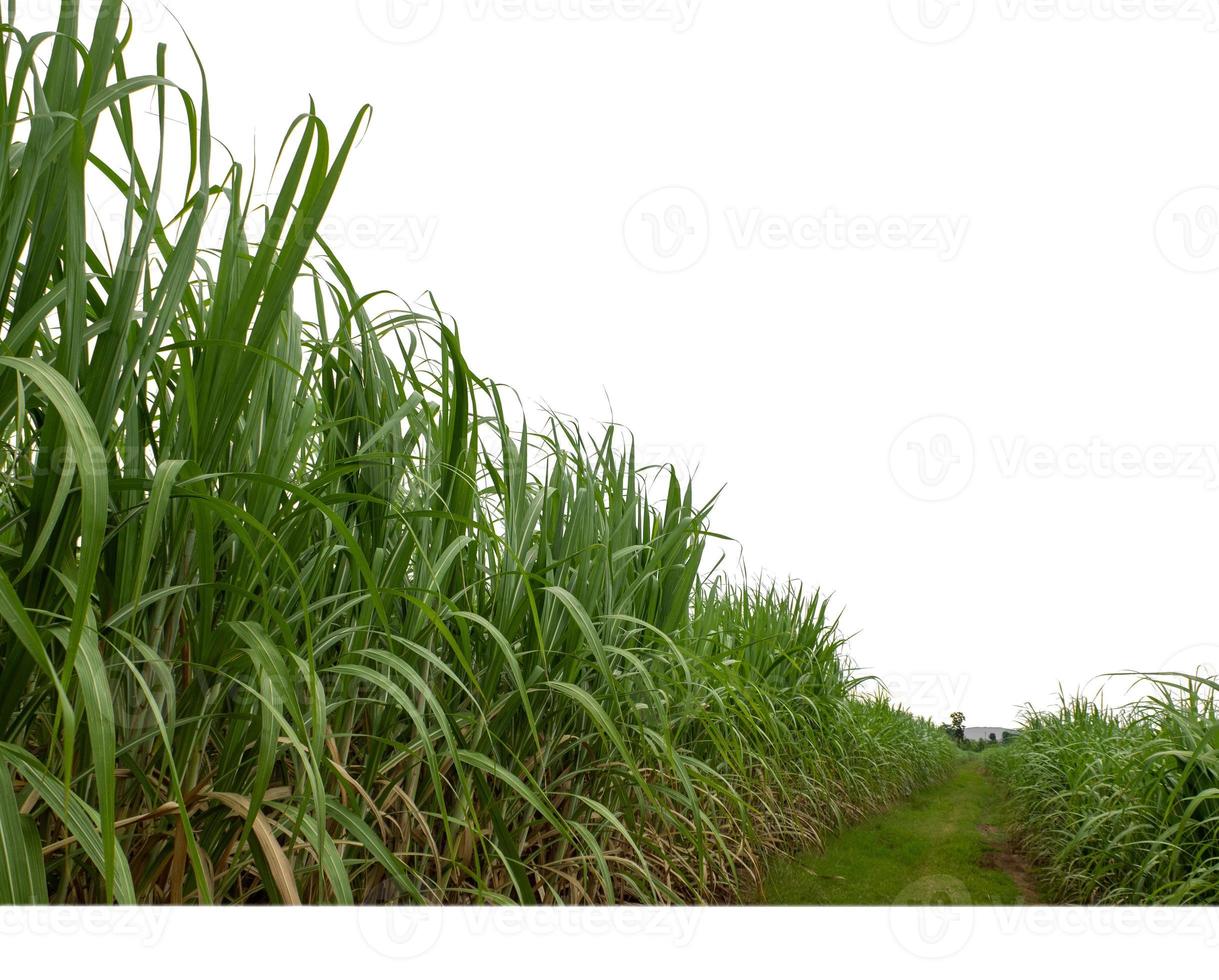 socker sockerrör isolerat på vit bakgrund och klippning väg foto