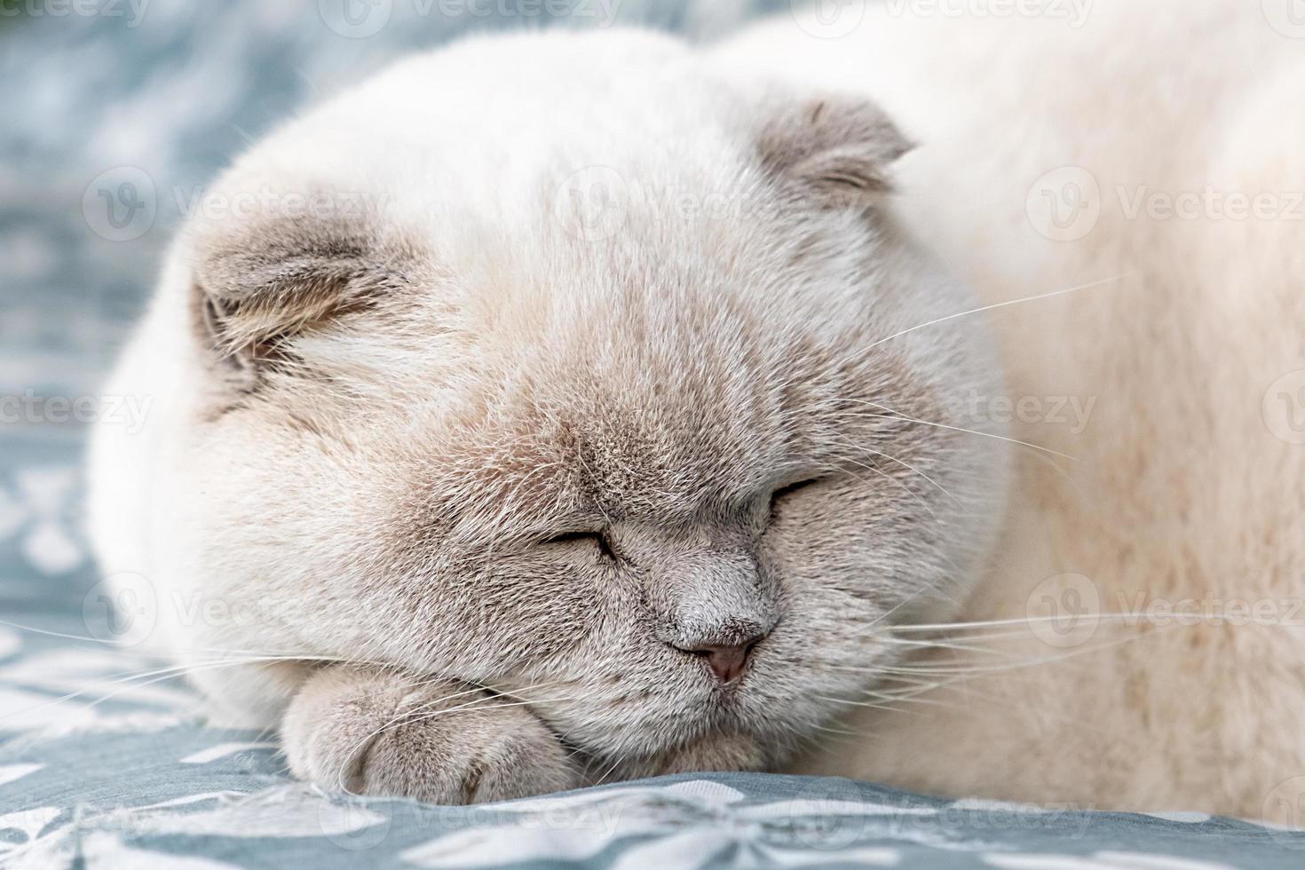 rolig kort håriga inhemsk vit brittiskt katt sovande inomhus- på Hem. kattunge vilar och koppla av på blå soffa. sällskapsdjur vård och djur begrepp. foto