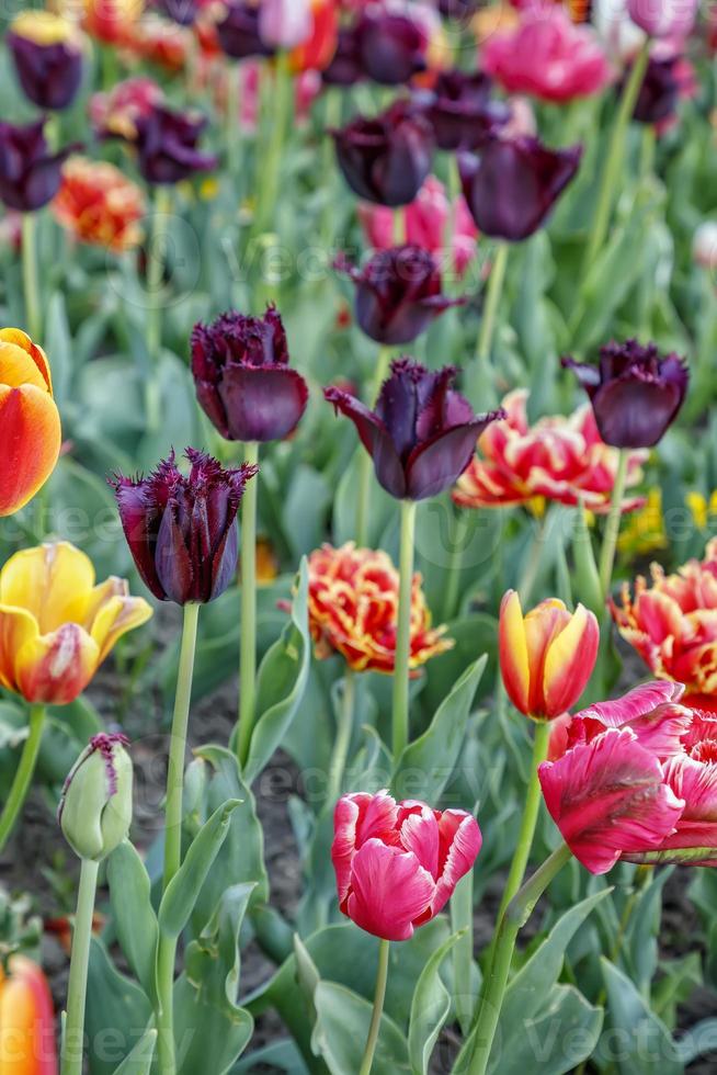 tulpan blomma. skön tulpaner blomma i tulpan fält på vår dag. färgrik tulpaner blomma i de trädgård. skön tulpaner blomma för vykort och lantbruk begrepp design. bruten tulpan blomma foto