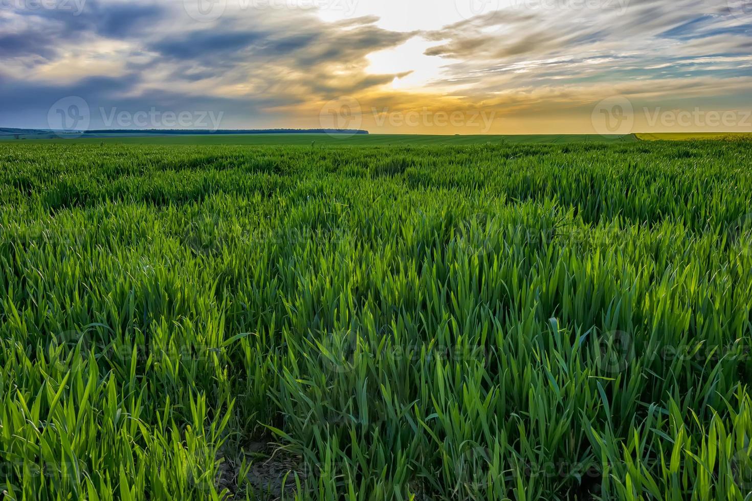 dag landskap med en ung grön vete fält med färgrik himmel foto