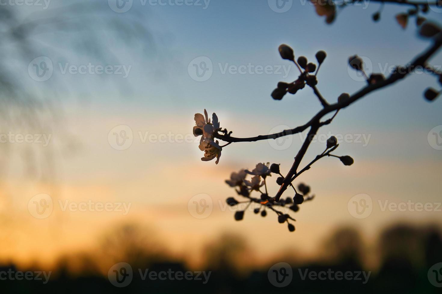 gren med körsbär blomma på frukt träd på solnedgång. blomma i vår. med bokeh foto