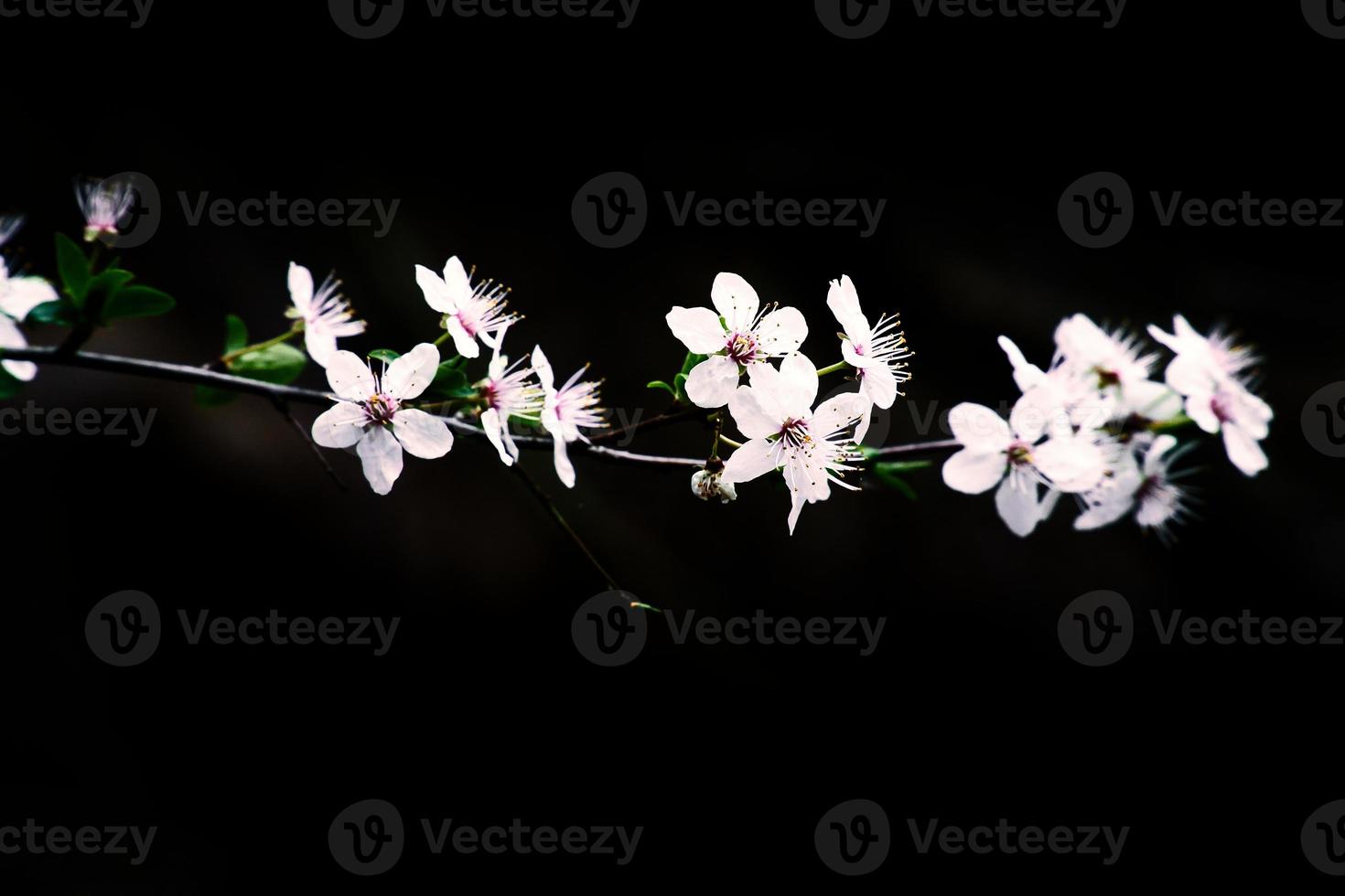 gren med körsbär blomma på frukt träd med svart bakgrund. blomma i vår foto