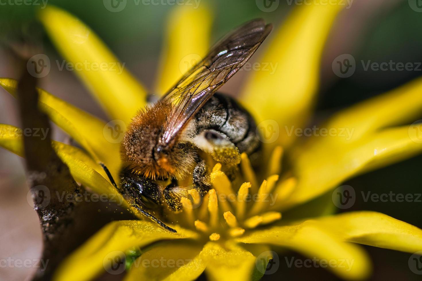 honung bi samlar pollen på en gul blomma. insekt på arbete. djur- Foto