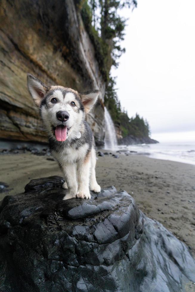 valp på de strand foto