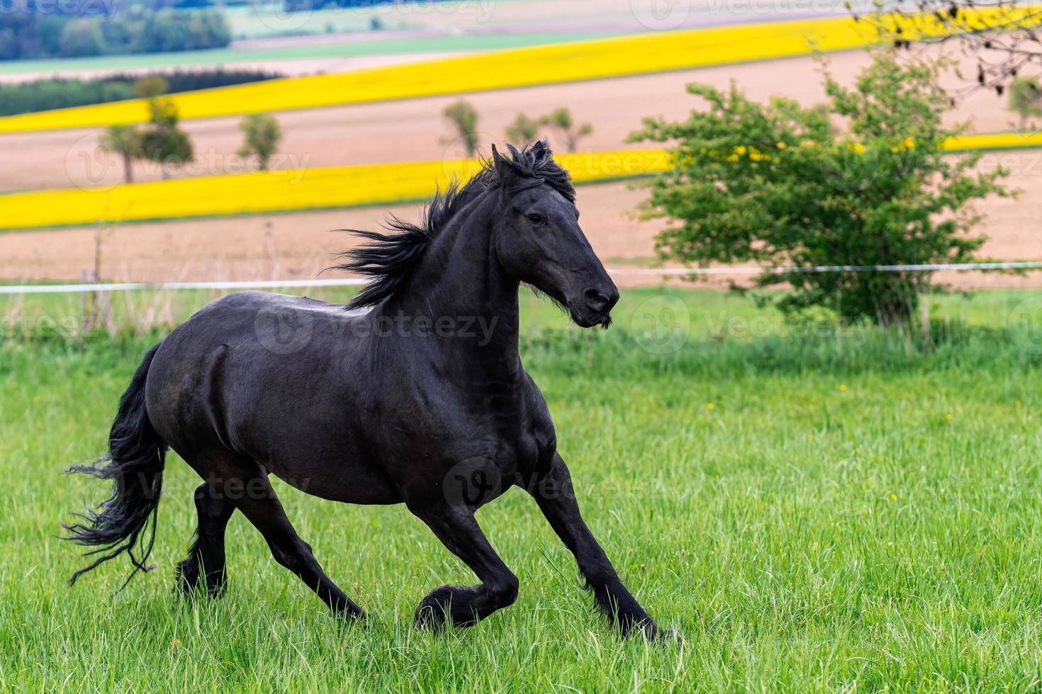 svart friesian häst kör galopp. foto