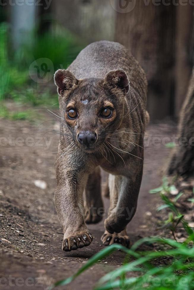 endemisk madagaskar fossa löpning på de väg, kryptoprocta ferox foto