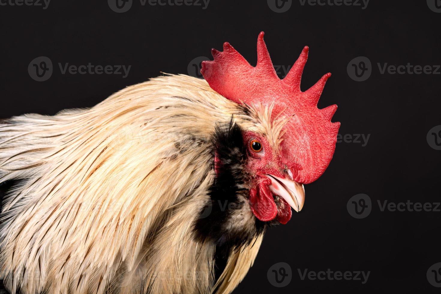 närbild porträtt av en tupp isolerat, faveroller kyckling foto