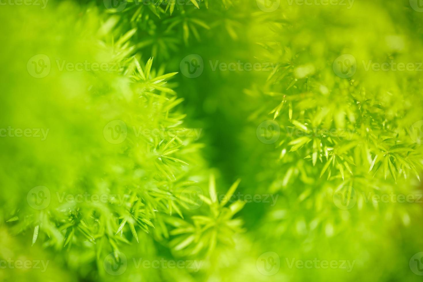 abstrakt natur grön suddig bakgrund natur blad på grönska bakgrund i trädgård med kopia Plats använder sig av som bakgrund tapet sida begrepp. foto