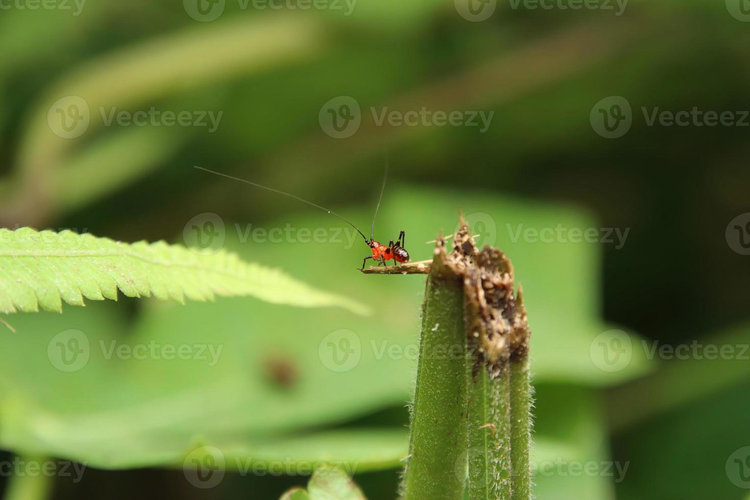 svart knä ängsmark katydid vänd bort från de kamera foto