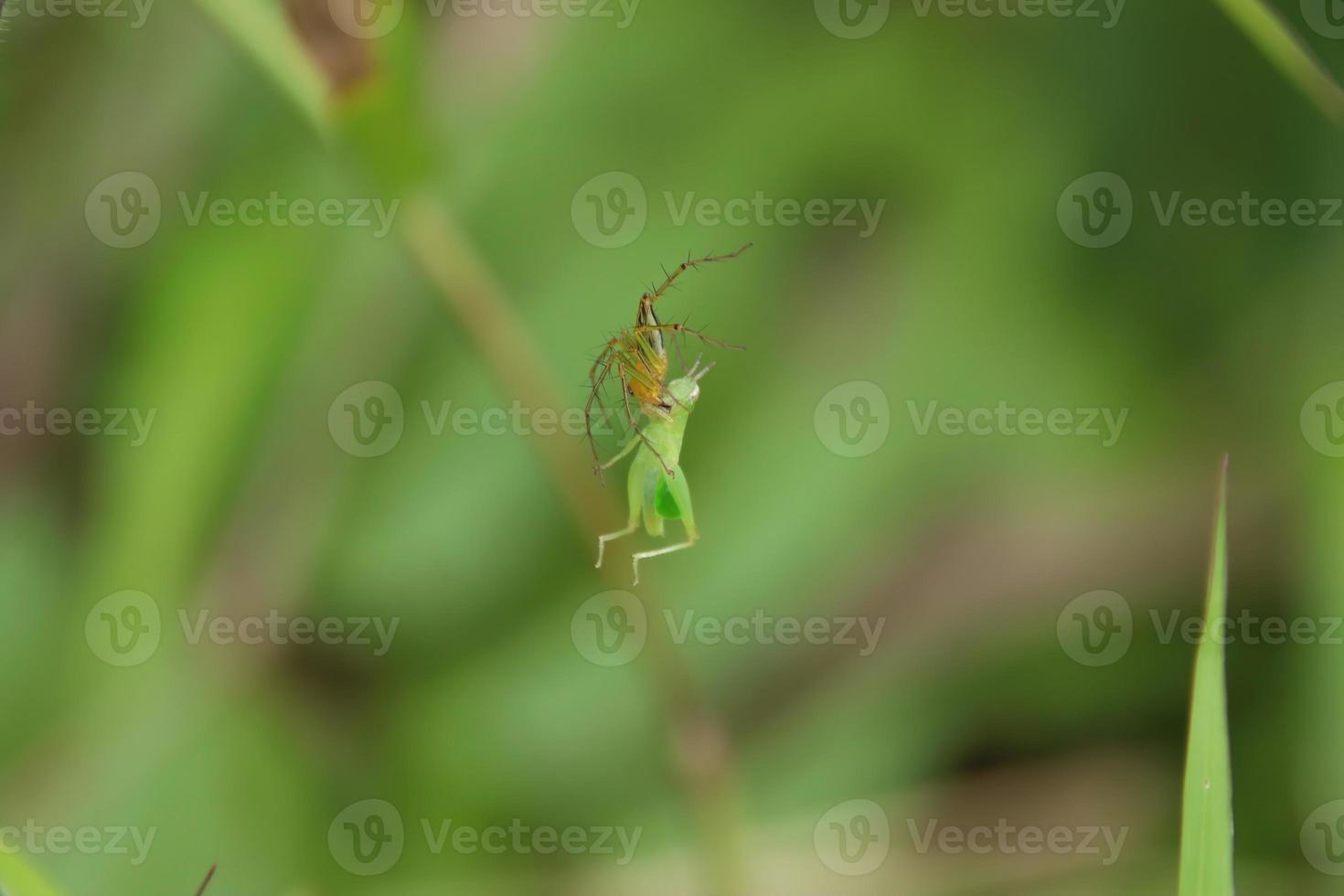 gul Spindel hängande på dess webb äter en katydid foto