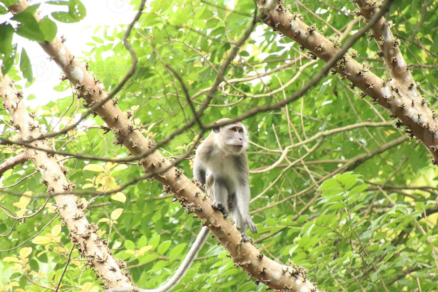 lång tailed makak Macaca fascicularis foto