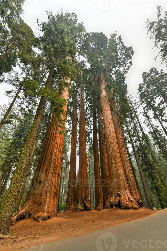 jätte sequoias en del av de parker grupp i sequoia nationell parkera, Kalifornien. foto