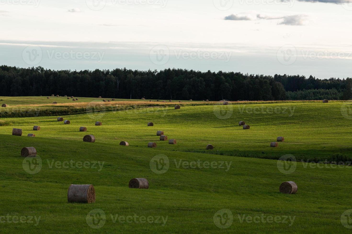 lantlig sommar landskap i baltic stater foto