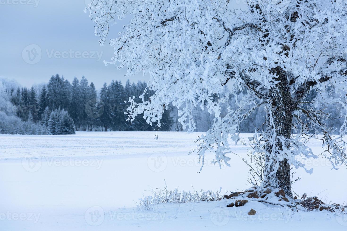 vinter- landskap i estland foto