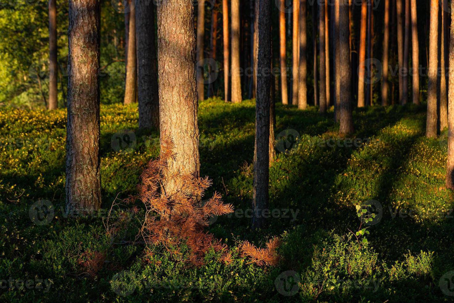 skog i de solsken foto