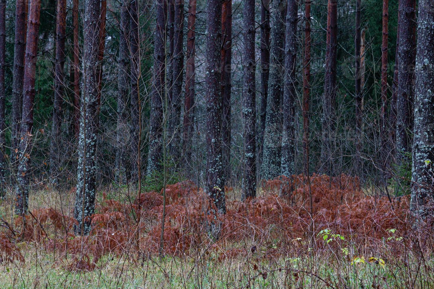 vintergröna tall och gran skogar foto