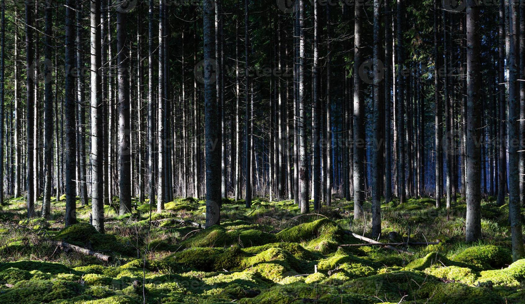 vintergröna tall och gran skogar foto