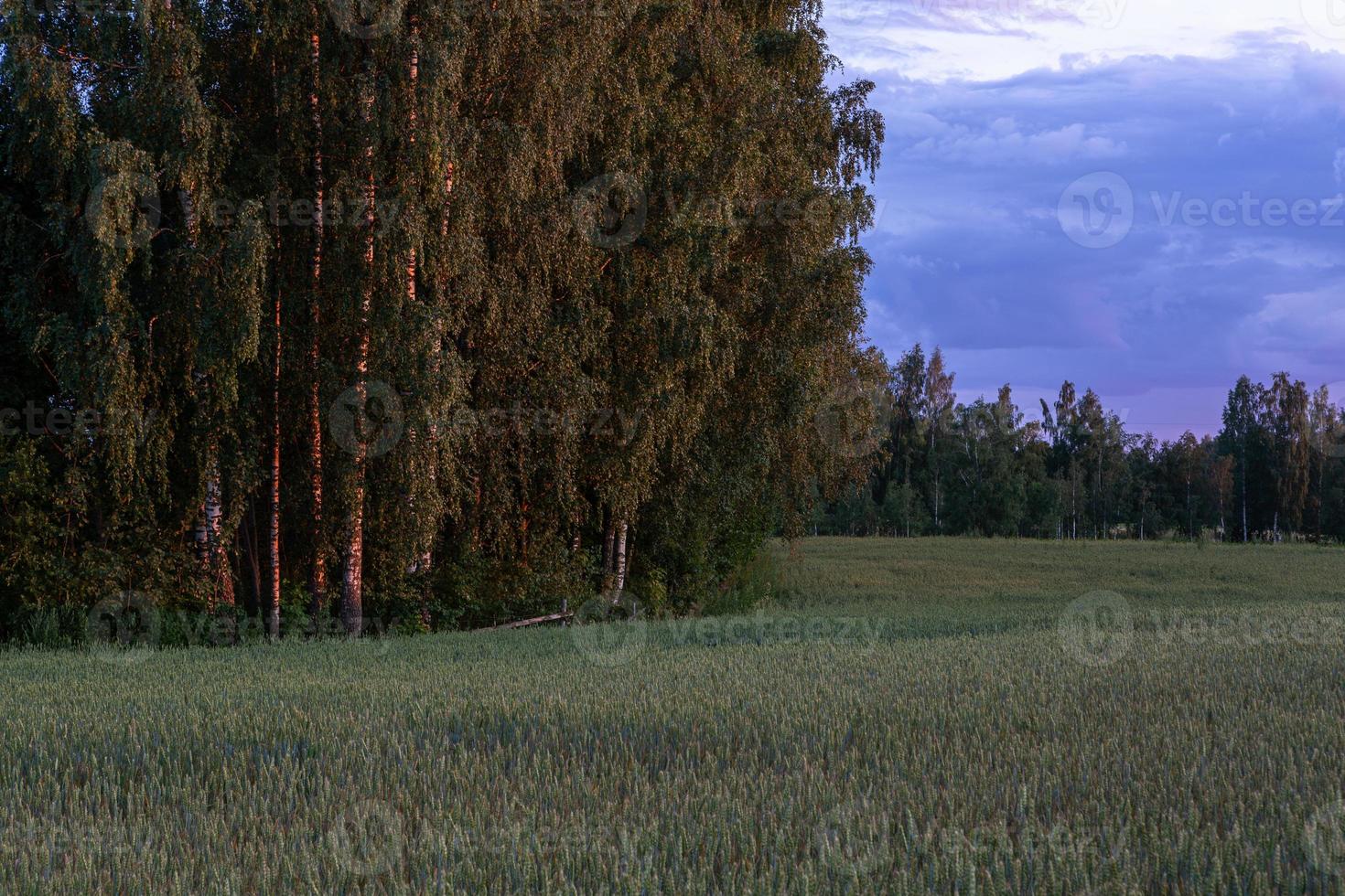 sommar landskap i lettland foto