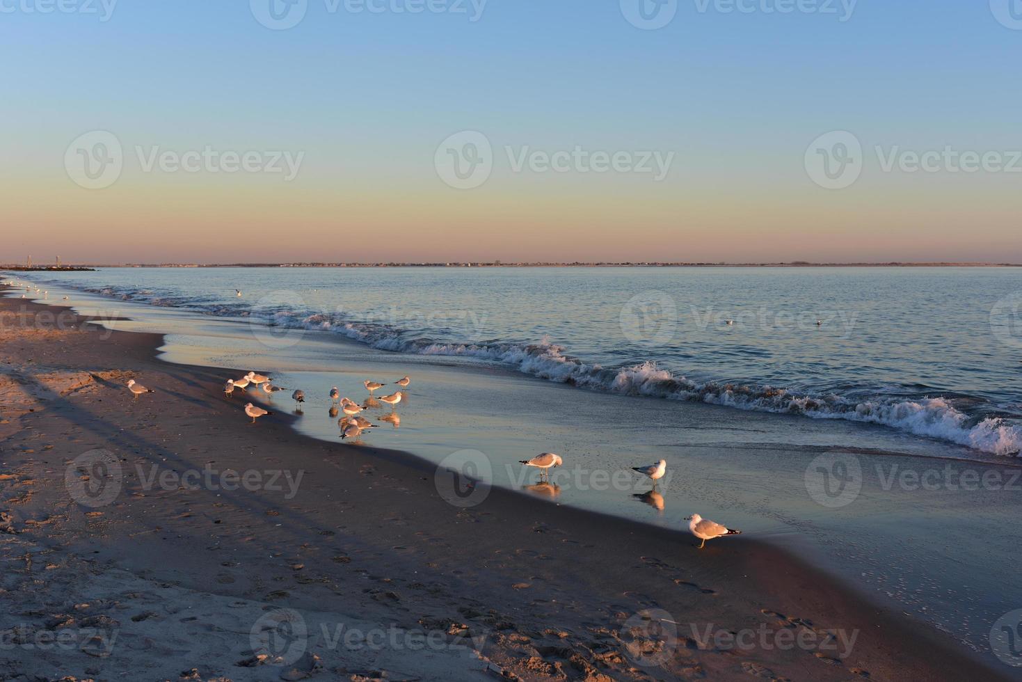 seagulls och solnedgång på coney ö strand foto