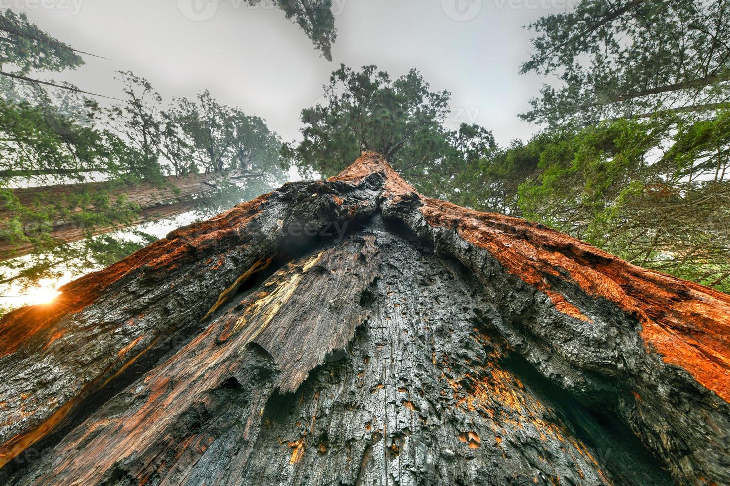 stor träd spår i sequoia nationell parkera var är de största träd av de värld, Kalifornien, USA foto