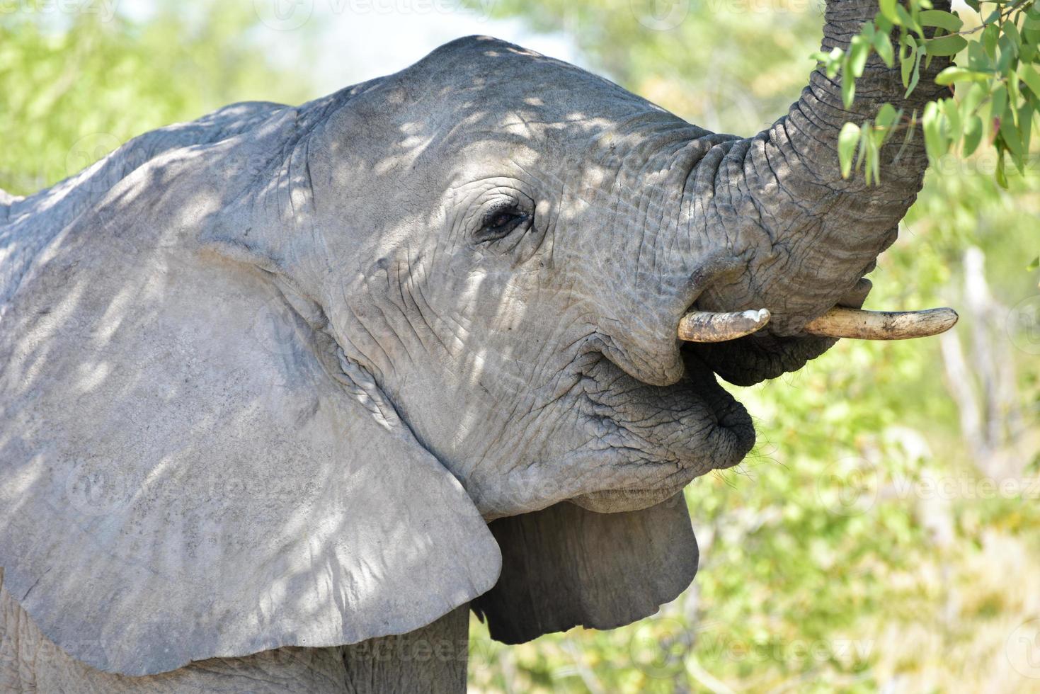 elefant - etosha, namibia foto