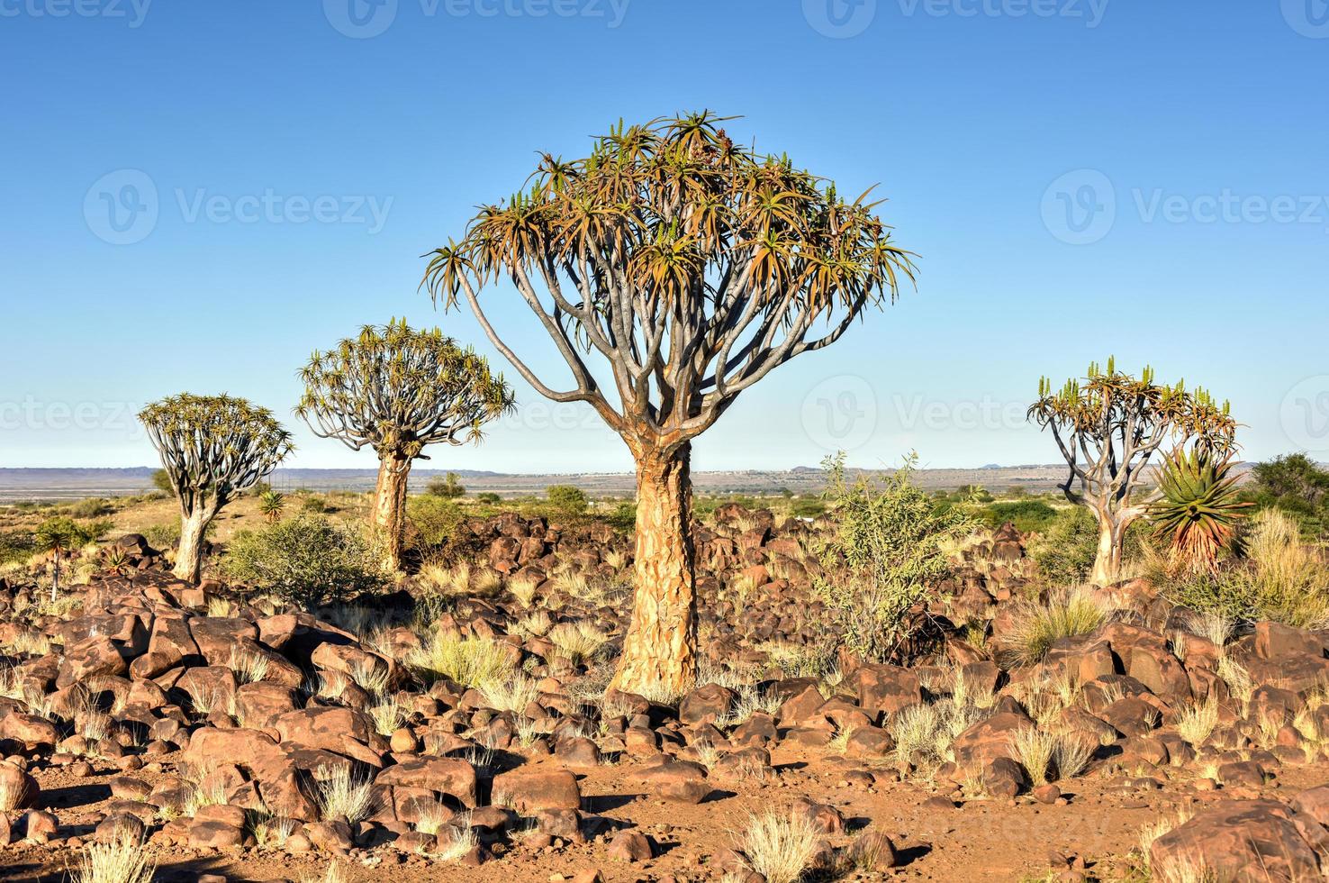 koger träd skog - Namibia foto