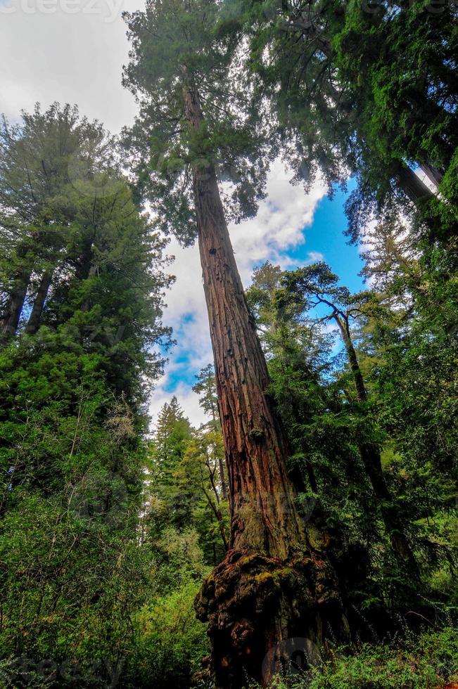 kalifornien sequoia träd foto