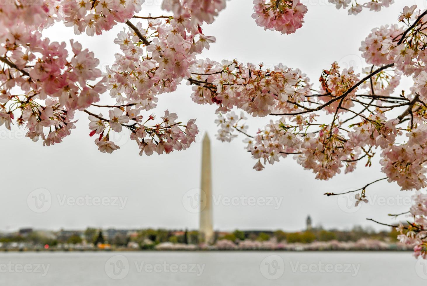 körsbär blommar på de tidvattens- handfat med Washington monument i vår säsong i Washington dc, usa. foto