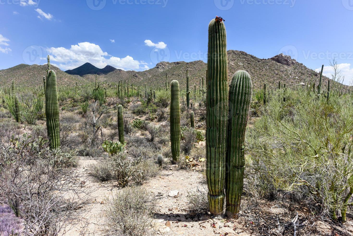 massiv kaktus på saguaro nationell parkera i arizona. foto