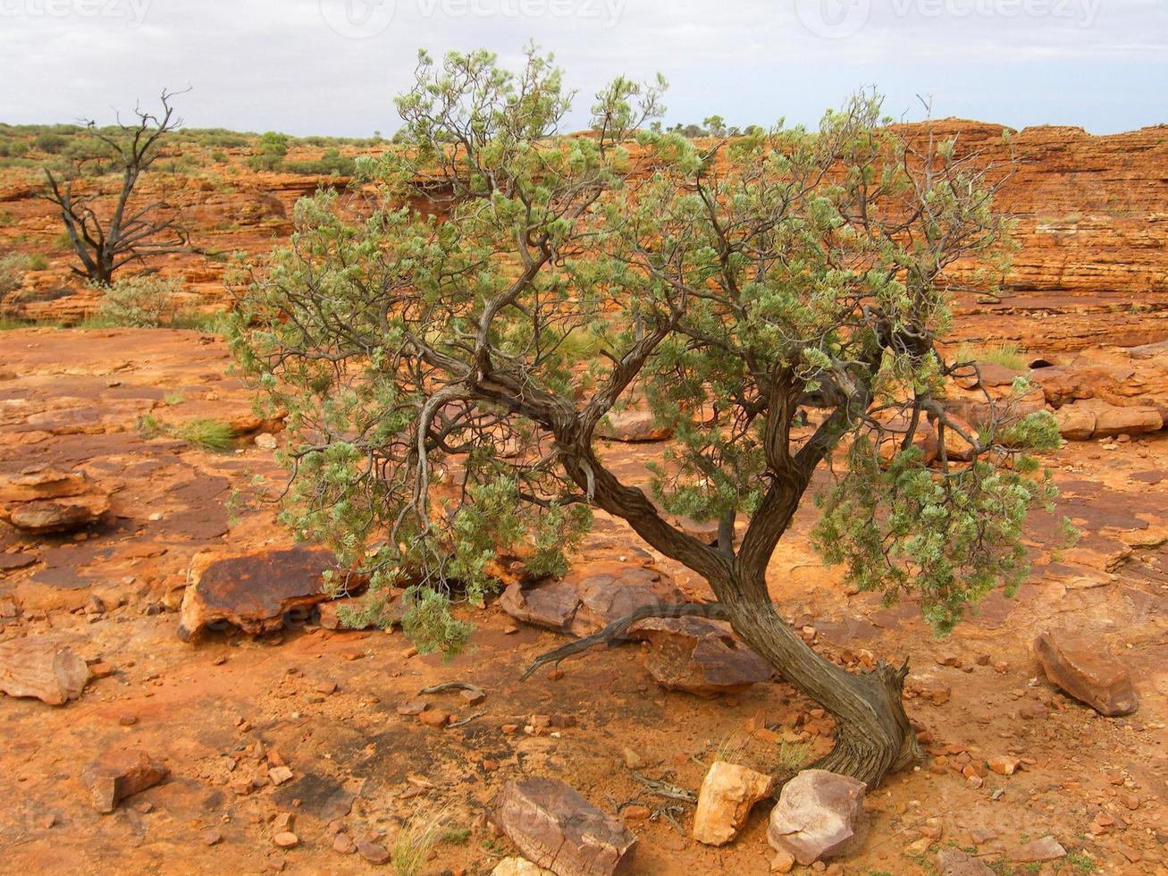 panorama- se av kungar kanjon, central Australien, nordlig territorium, Australien foto