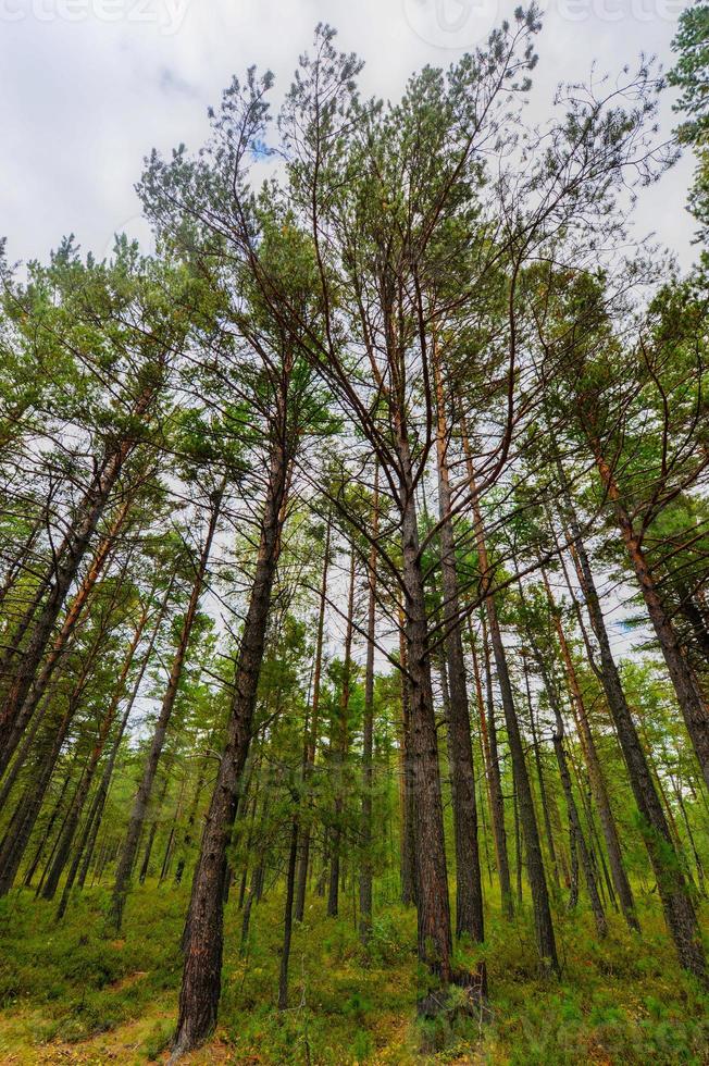 skön sibirisk skog foto