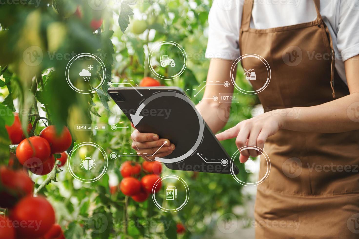 lantbruk användningar produktion kontrollera tabletter till övervaka kvalitet grönsaker och tomat på växthus. smart jordbrukare använder sig av en teknologi för studerar foto