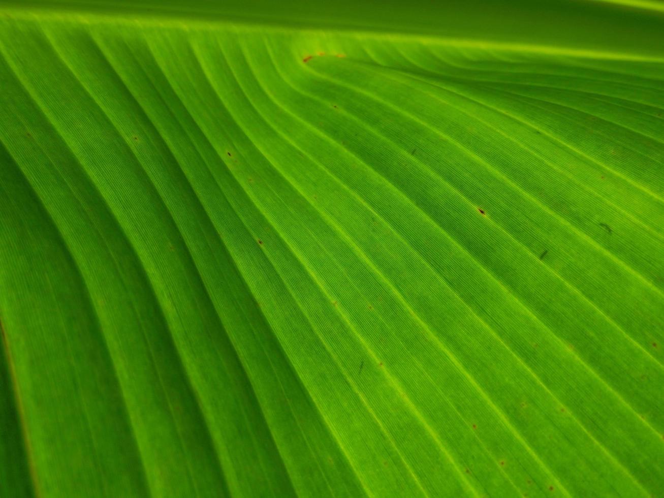 mönster av grön banan blad stänga upp bakgrund foto