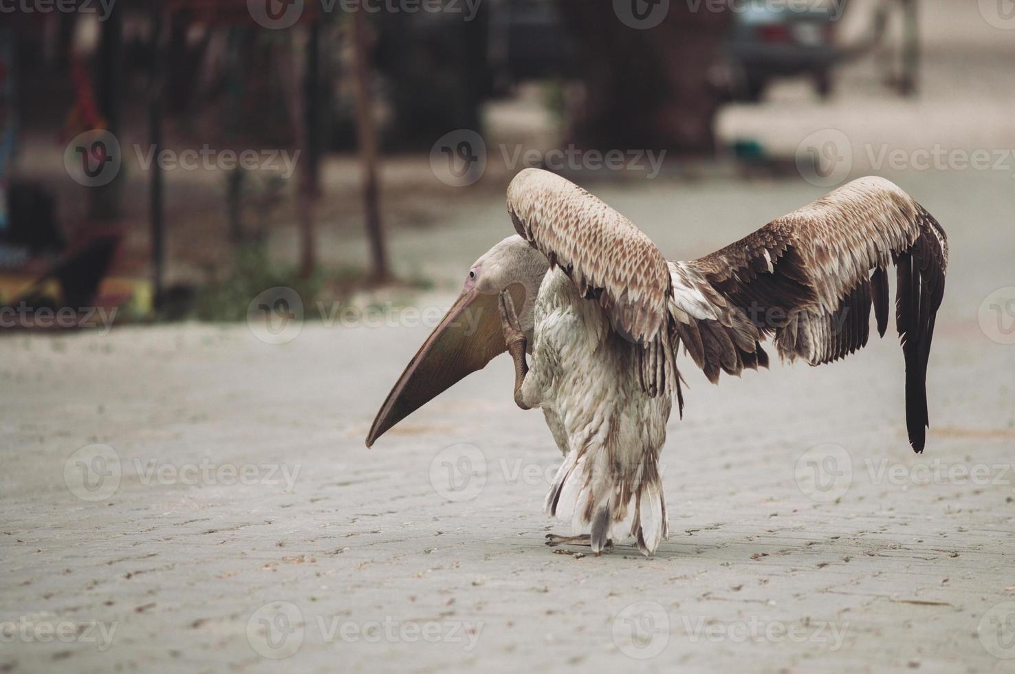en skön pelikan på en stad gata promenader ner de gata. foto
