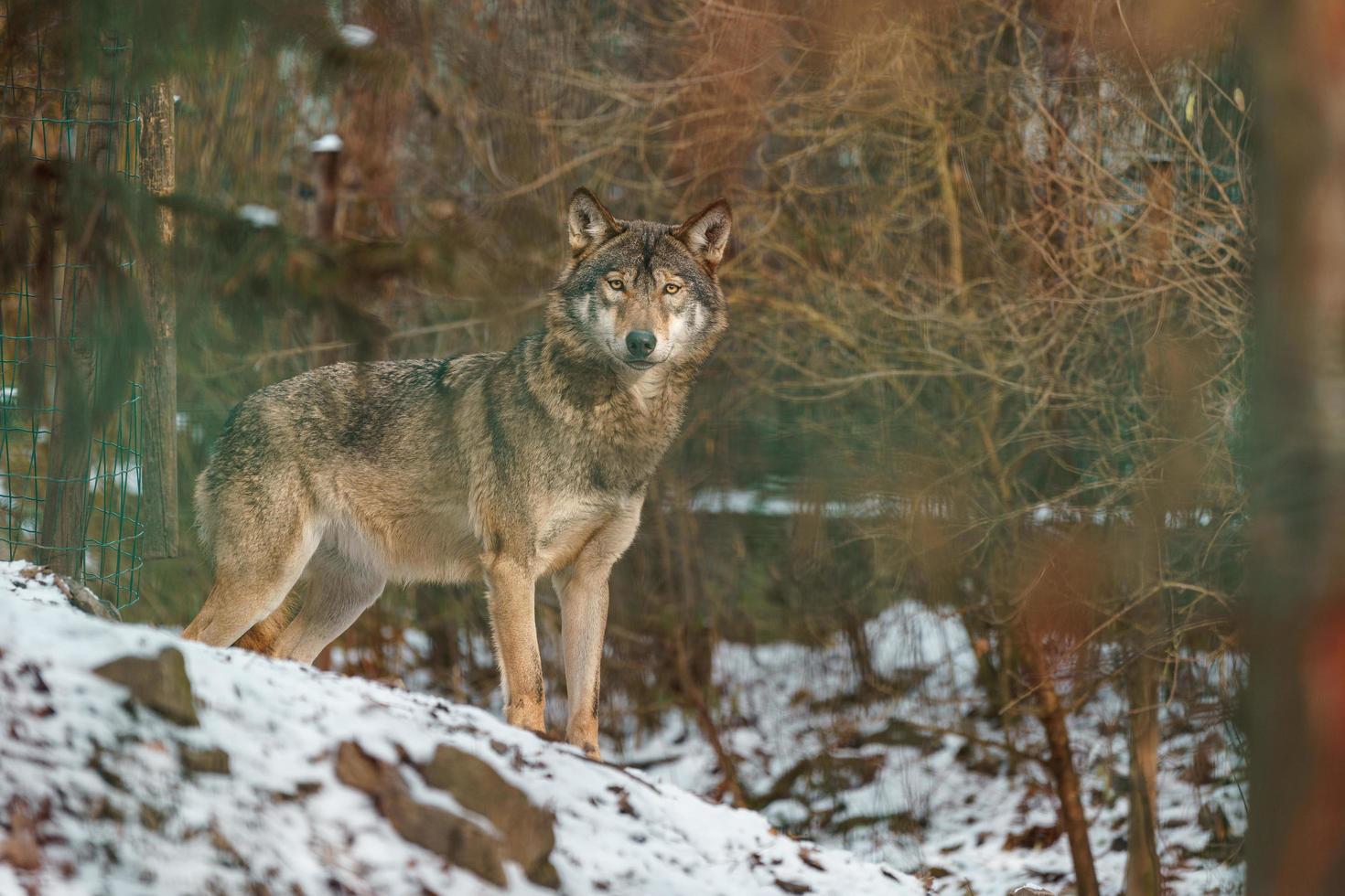 grå Varg i vinter- foto